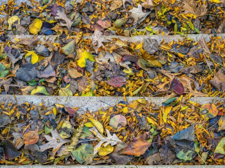Photo for Autumn leaves on steps to basement in New York City - Royalty Free Image