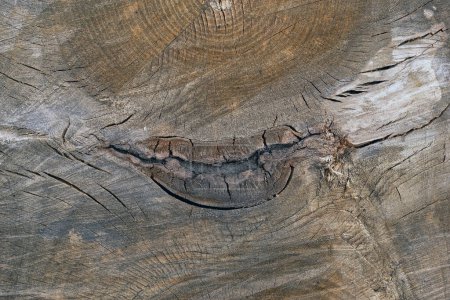 Téléchargez les photos : Coupe transversale du très vieil arbre qui a été abattu - en image libre de droit