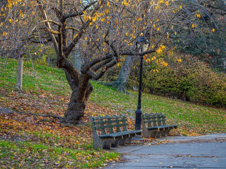 Photo for Central Park, New York City in autumn - Royalty Free Image