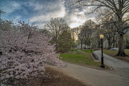 Foto de Primavera en Central Park, Nueva York, temprano en la mañana con árboles que florecen - Imagen libre de derechos