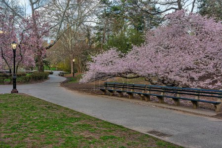 Téléchargez les photos : Printemps à Central Park, New York, tôt le matin avec des arbres que je fleuris - en image libre de droit