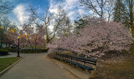 Téléchargez les photos : Printemps à Central Park, New York, tôt le matin avec des arbres que je fleuris - en image libre de droit
