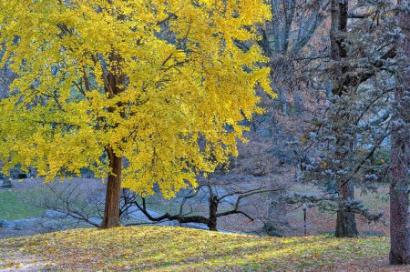 Foto de Central Park, Nueva York en otoño - Imagen libre de derechos