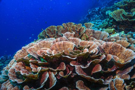 Téléchargez les photos : Récif corallien dans le Pacifique Sud au large des côtes de Sulawesi, Indonésie - en image libre de droit