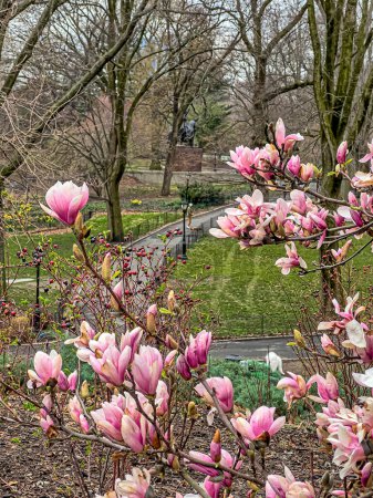 Foto de Primavera en Central Park, Nueva York - Imagen libre de derechos