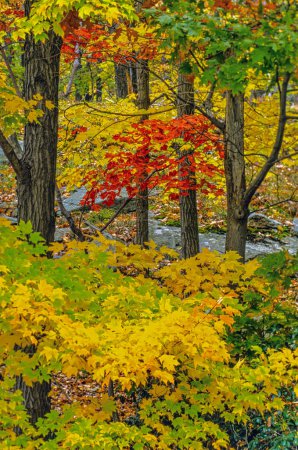 Foto de Harriman State Park, ubicado en los condados de Rockland y Orange, a finales de otoño mirando hacia el bosque - Imagen libre de derechos