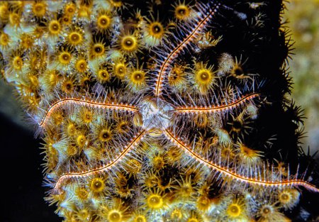 Foto de Las estrellas frágiles, las serpientes u ophiuroides son equinodermos de la clase Ophiuroidea, estrellas de mar. - Imagen libre de derechos
