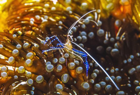 Téléchargez les photos : Ancylomenes pedersoni, parfois connu sous le nom de crevettes de Pederson, est une espèce de crevettes plus propre - en image libre de droit