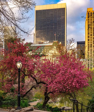 Téléchargez les photos : Printemps à Central Park, New York - en image libre de droit