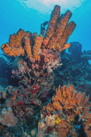 Téléchargez les photos : Récif corallien caribéen, scène de jardin avec éponge de tuyau de poêle - en image libre de droit