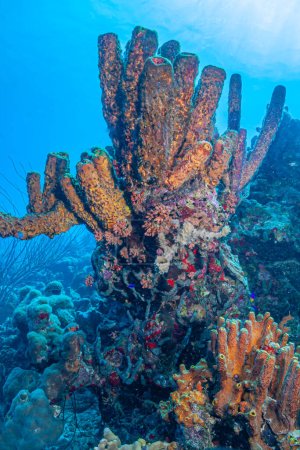 Foto de Arrecife de coral caribeño, escena de jardín con esponja de tubo de cocina - Imagen libre de derechos