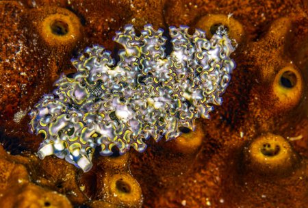 Téléchargez les photos : Elysia crispata, common name the lettuce sea slug or lettuce slug, is a large and colorful species of sea slug, a marine gastropod mollusk. - en image libre de droit