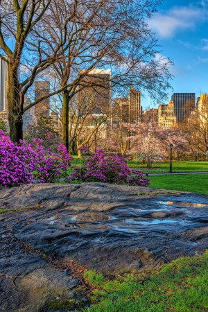 Téléchargez les photos : Printemps à Central Park, New York tôt le matin - en image libre de droit