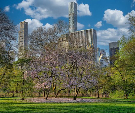Photo for Spring in Central Park, New York City in the early morning - Royalty Free Image