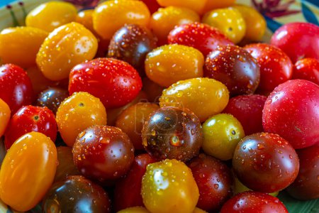 Foto de Tomate cherry es un tipo de tomate redondo pequeño que se cree que es una mezcla genética intermedia entre tomates de grosella silvestre y tomates de jardín domesticados - Imagen libre de derechos