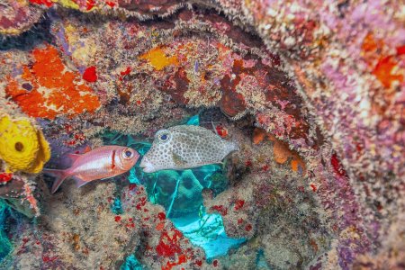 Téléchargez les photos : Lactophrys triqueter, également connu sous le nom de poisson-tronc lisse, est une espèce de poisson-boxe que l'on trouve sur et près des récifs de la mer des Caraïbes.
, - en image libre de droit