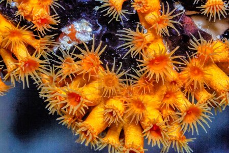 Téléchargez les photos : Holaxonia est un sous-ordre des coraux mous, membre du phylum Cnidaria.Les membres de ce sous-ordre sont parfois connus sous le nom de gorgones. - en image libre de droit