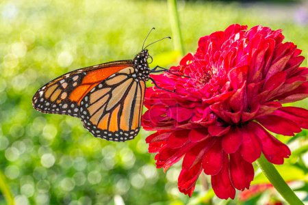 Foto de Monarch butterfly, Danaus plexippus) es una mariposa de la familia Nymphalidae.. - Imagen libre de derechos
