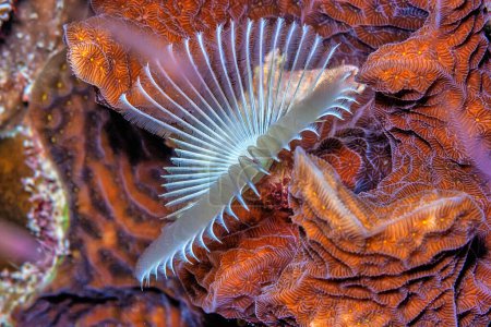 Photo for Sabellidae, or feather duster worms, are a family of marine polychaete tube worms characterized by protruding feathery branchiae. - Royalty Free Image