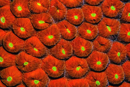 Téléchargez les photos : Astreopora est un genre de coraux de la famille des Acroporidae. Les membres du genre sont communément appelés coraux étoilés. - en image libre de droit