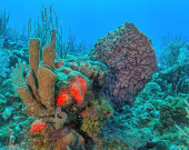 Caribbean coral reef off the coast of the island of Roatan, Honduras magic mug #703547399