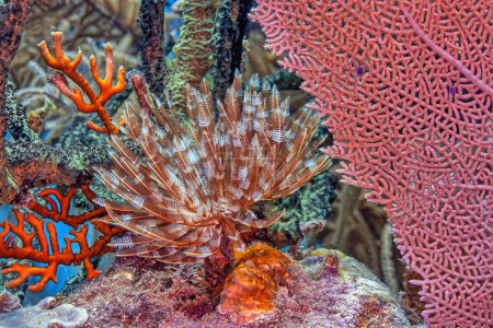 Téléchargez les photos : Récif corallien des Caraïbes au large des côtes de l'île de Roatan, Honduras - en image libre de droit
