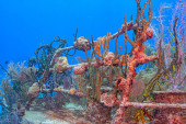 Caribbean coral reef off the coast of the island of Roatan, Honduras,shipwreck t-shirt #703547475