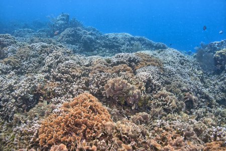Téléchargez les photos : Récif corallien des Caraïbes au large des côtes de l'île de Roatan, Honduras - en image libre de droit