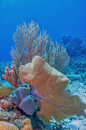Récif corallien des Caraïbes au large des côtes de l'île de Roatan, Honduras