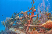 Caribbean coral reef off the coast of the island of Roatan, Honduras,shipwreck t-shirt #703547555