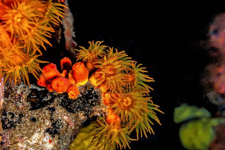 Orange cup coral,Tubastraea coccinea,belongs to a group of corals known as large-polyp stony corals