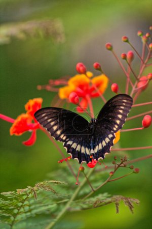 Papilio polyxenes, the eastern black swallowtail, American swallowtail or parsnip swallowtail