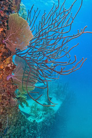 Caribbean coral reef off the coast of the island of Roatan, Honduras,shipwreck Stickers 703547703