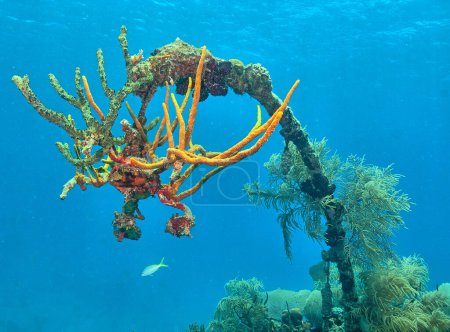 Foto de Arrecife de coral caribeño frente a la costa de la isla de Roatán, Honduras, naufragio - Imagen libre de derechos