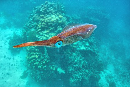 Photo for Caribbean reef squid ,Sepioteuthis sepioidea, commonly called the reef squid, - Royalty Free Image