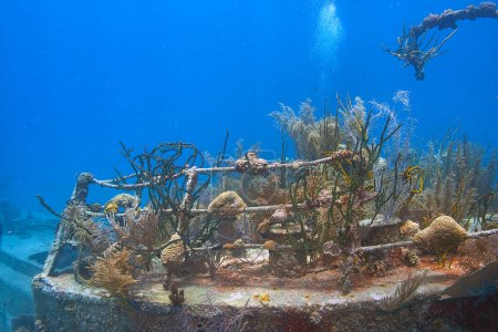Téléchargez les photos : Récif corallien des Caraïbes au large des côtes de l'île de Roatan, Honduras, naufrage - en image libre de droit