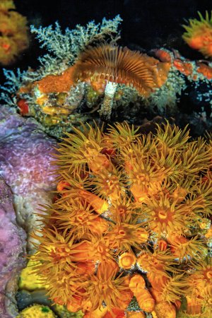 Téléchargez les photos : Le corail Tubastraea coccinea appartient à un groupe de coraux appelés coraux pierreux à gros polypes. - en image libre de droit