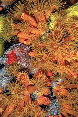 Foto de Copa naranja coral, Tubastraea coccinea, pertenece a un grupo de corales conocidos como corales pedregosos de pólipo grande - Imagen libre de derechos