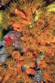 Orange cup coral,Tubastraea coccinea,belongs to a group of corals known as large-polyp stony corals Stickers #703547883