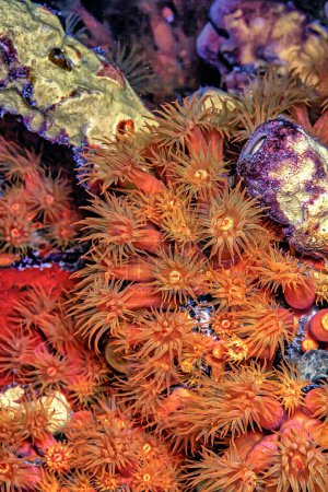 Photo for Orange cup coral,Tubastraea coccinea,belongs to a group of corals known as large-polyp stony corals - Royalty Free Image
