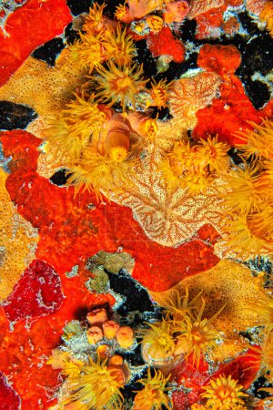 Téléchargez les photos : Le corail Tubastraea coccinea appartient à un groupe de coraux appelés coraux pierreux à gros polypes. - en image libre de droit