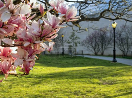 Magnolia arbre au printemps avec des fleurs pleine floraison, Central PArk, NYC