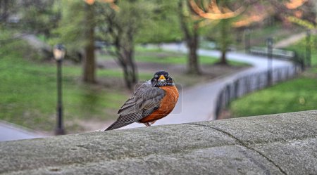 American robin ,Turdus migratorius is a migratory bird of the true thrush genus and Turdidae, the wider thrush family. It is named after the European robin