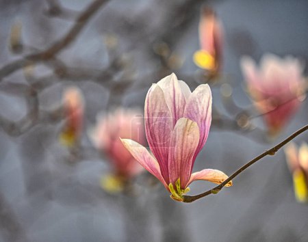 Foto de Magnolia árbol en primavera con flores en plena floración, Central PArk, Nueva York - Imagen libre de derechos