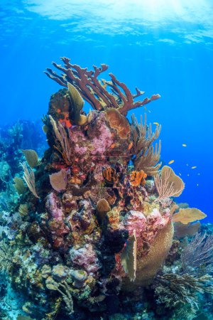 Récif corallien des Caraïbes au large des côtes de l'île de Roatan, Honduras