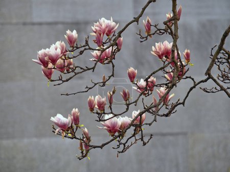 Magnolia arbre au printemps avec des fleurs pleine floraison, Central PArk, NYC