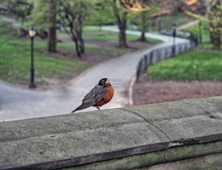 American robin ,Turdus migratorius is a migratory bird of the true thrush genus and Turdidae, the wider thrush family. It is named after the European robin