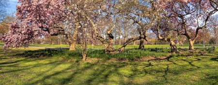 Printemps à Central Park, New York avec magnolias en pleine floraison, tôt le matin