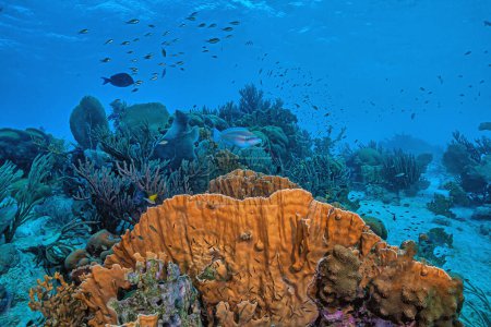 Foto de Arrecife de coral caribeño frente a la costa de la isla de Bonaire - Imagen libre de derechos