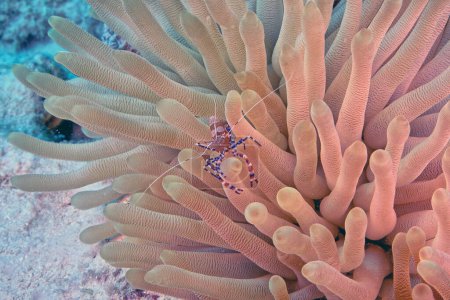 Foto de Camarones más limpios es un nombre común para una serie de crustáceos decápodos nadadores, que limpian otros organismos de parásitos - Imagen libre de derechos